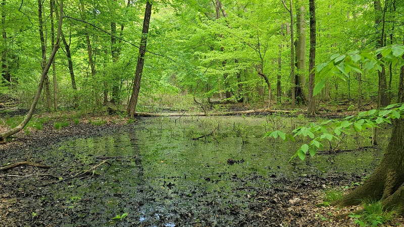 Johnson Woods buttonbush swamp