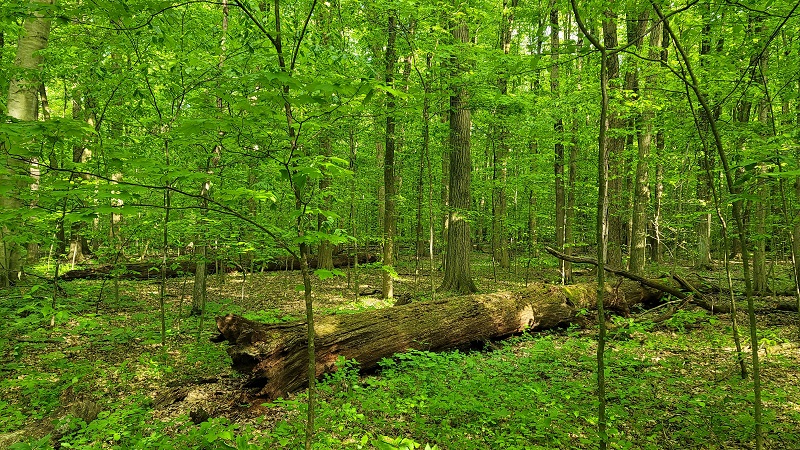 Johnson Woods fallen trees