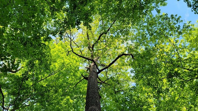Johnson Woods white oak canopy