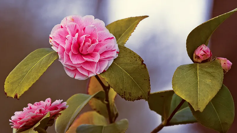 Camellia the Alabama state flower