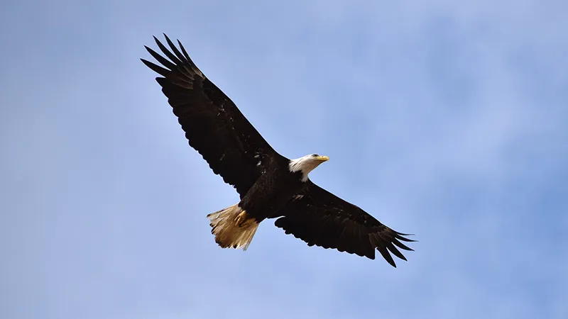 Soaring eagle at midday