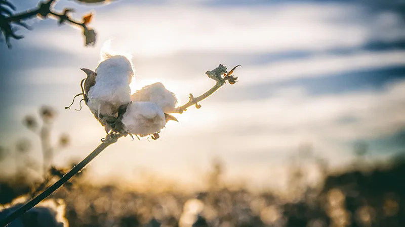 The cotton state blooming
