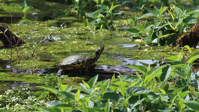 Wetland turtle sunbathing