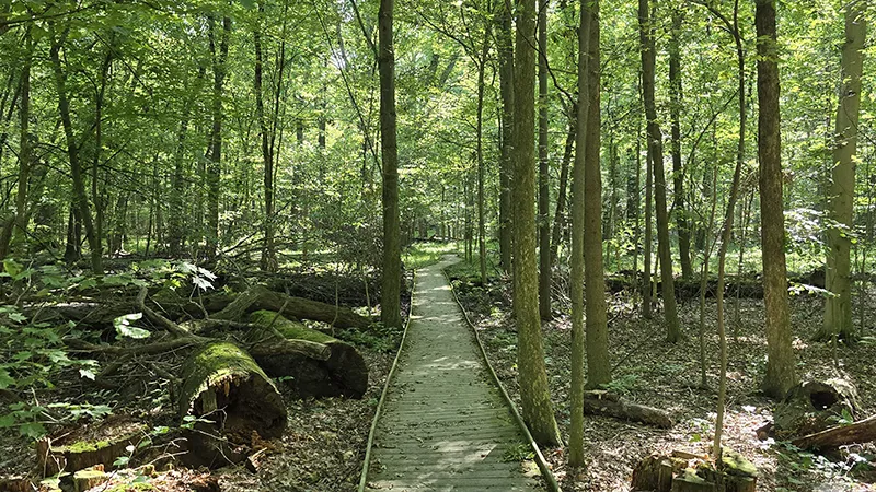 Wooded hiking trail
