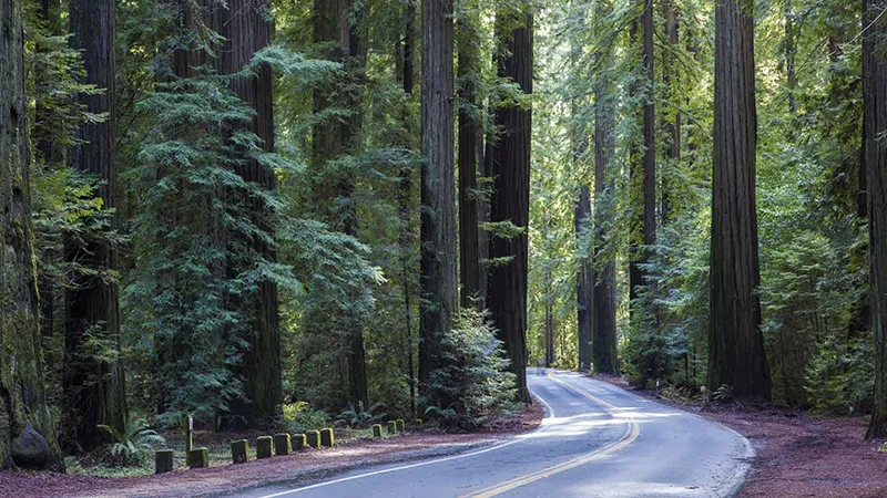 Avenue of the Giants