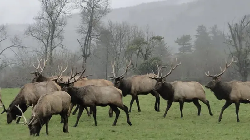 Elk Meadow & Roosevelt Elk Viewing