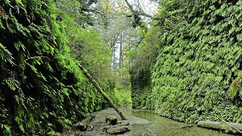 Fern Canyon