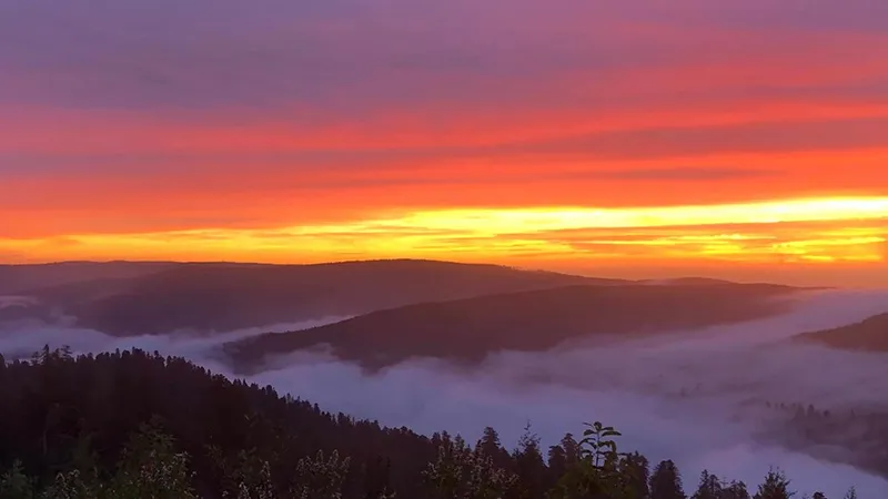 Lady Bird Johnson Grove