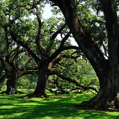 Lucedale Attractions