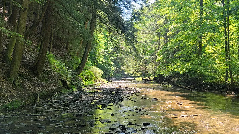 Findlay Haiku Review