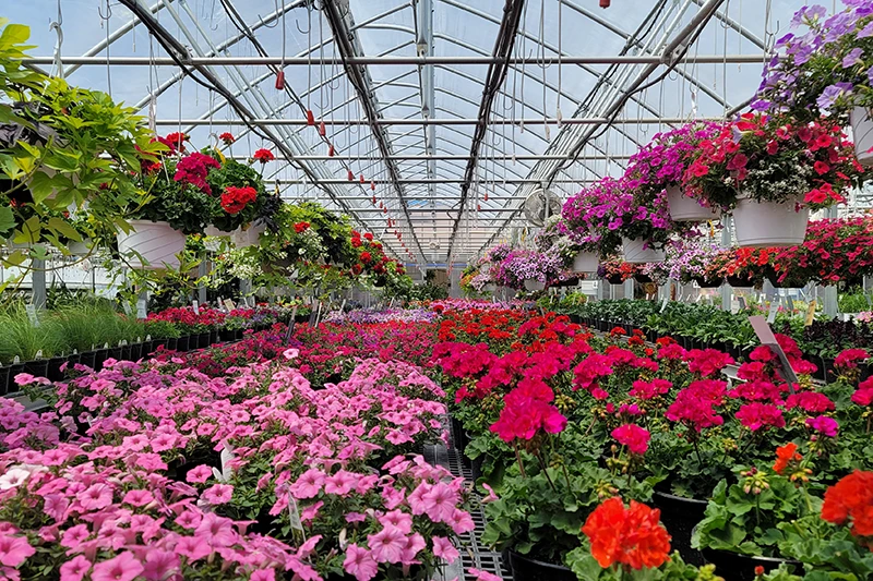 Petunias and geraniums