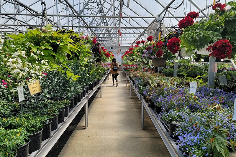 Annuals and perennials