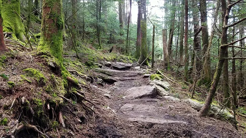 Appalachian Trail: Roan Highlands image