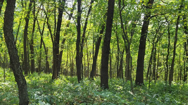 Great River Bluffs State Park forest