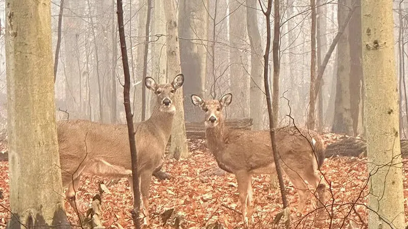 northeast ohio