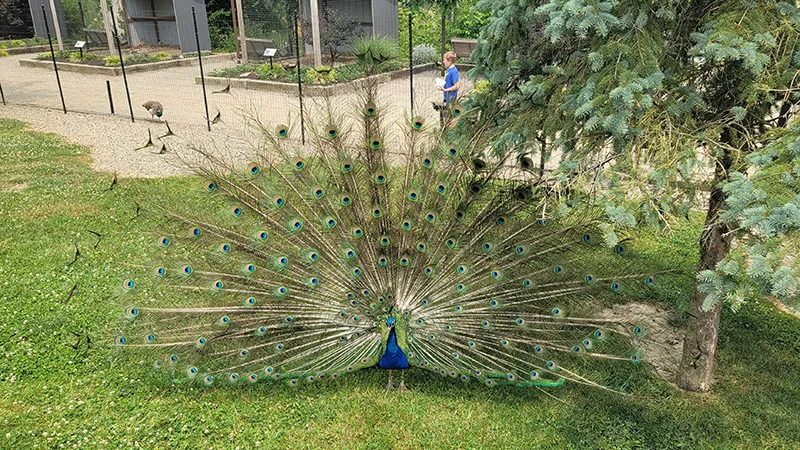 Petting Zoo and Aviary