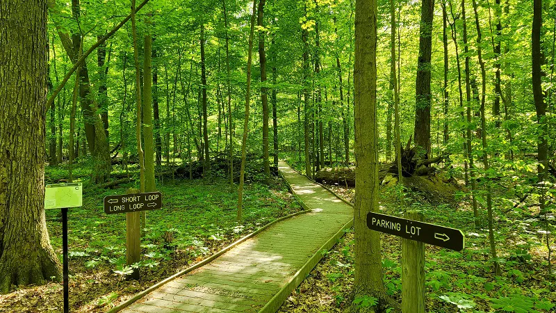 Johnson Woods boardwalk