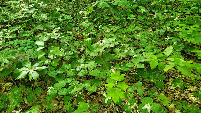 Johnson Woods trillium blooms