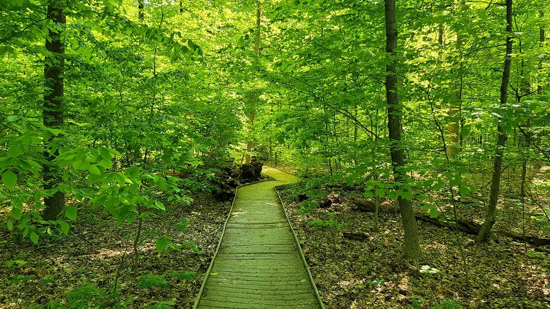 Johnson Woods old-growth forest