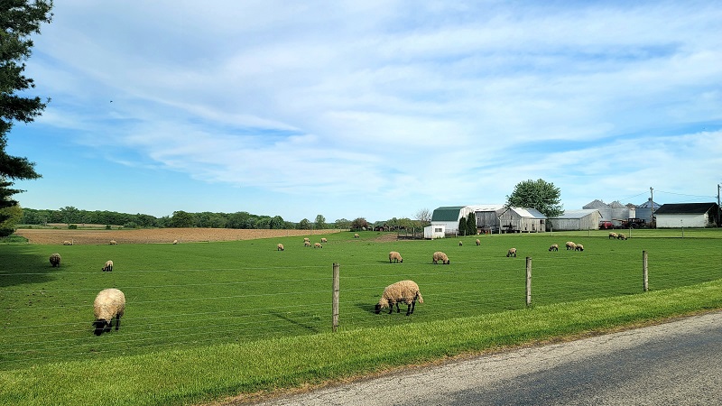 Sheep farm near 5043 Coal Bank Road, Orrville, OH 44667.