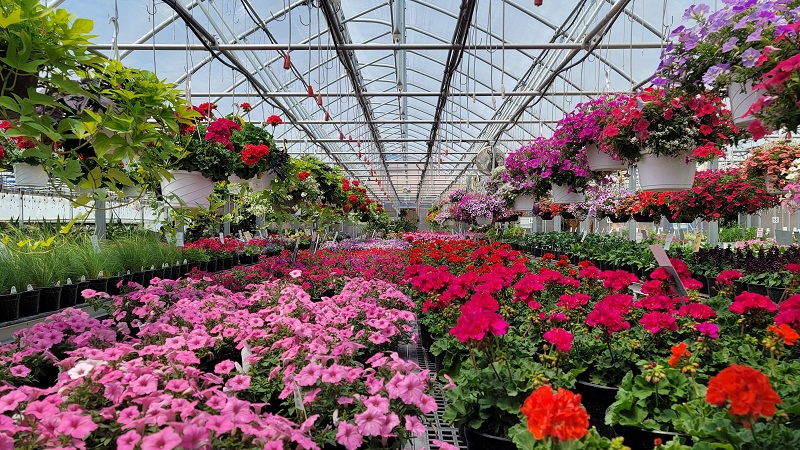 petunias and geraniums