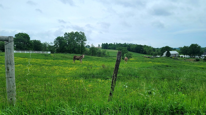 Senff Road livestock.