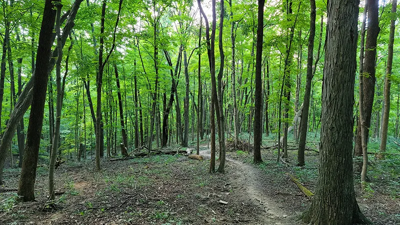 Walnut Creek Things To Do