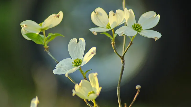 featured image