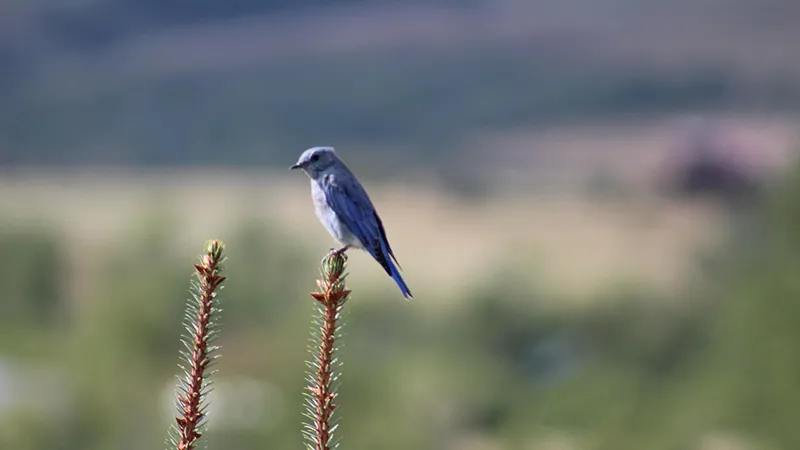 featured image