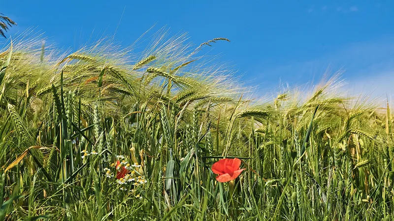 featured image