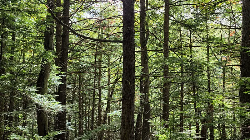 green mountain national forest